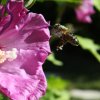 Abeille en vol stationnaire. 2011. Dans un espace vert de Fay aux Loges , lors d'une balade en famille. FLORA ASSADI